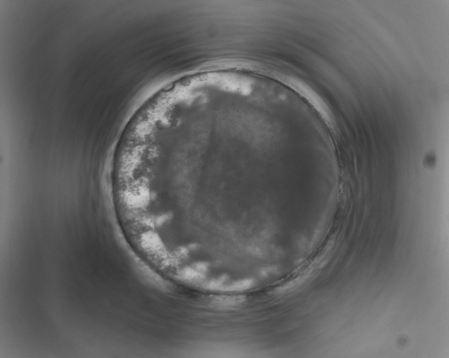 X0000116781055201001141507