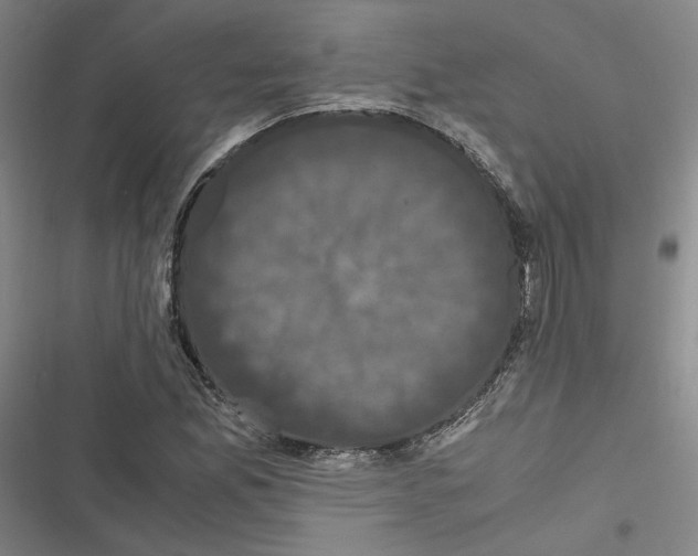 X0000116781165201001141505