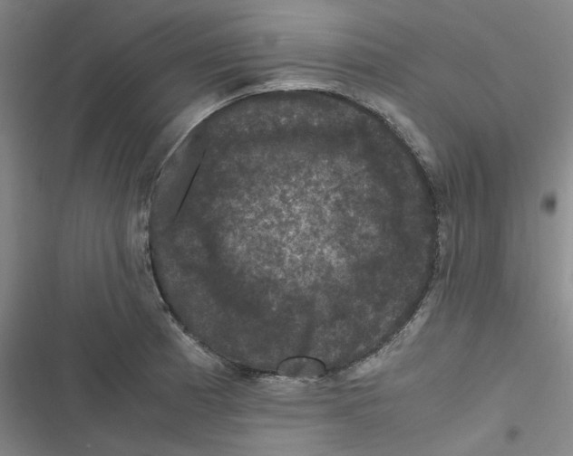 X0000116781185201001141505