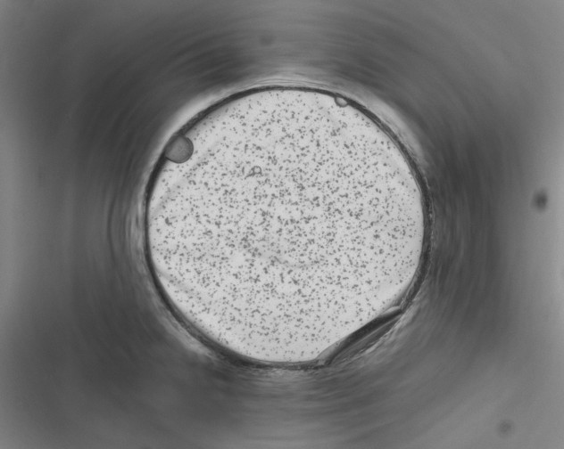 X0000116781238201001141505