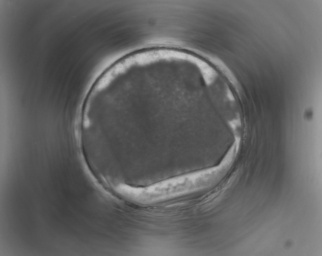 X0000116781295201001141504