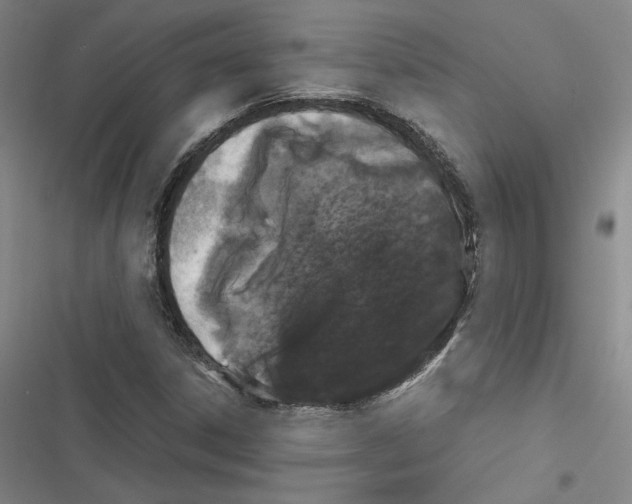 X0000116781306201001141503