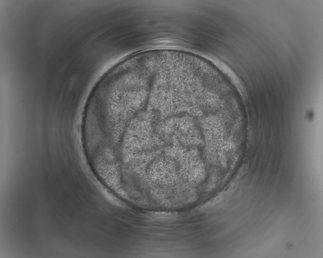 X0000116781333201001141503