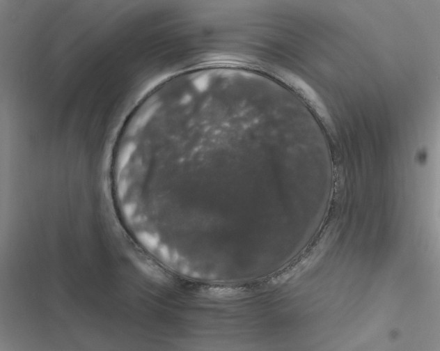 X0000116781427201001141502