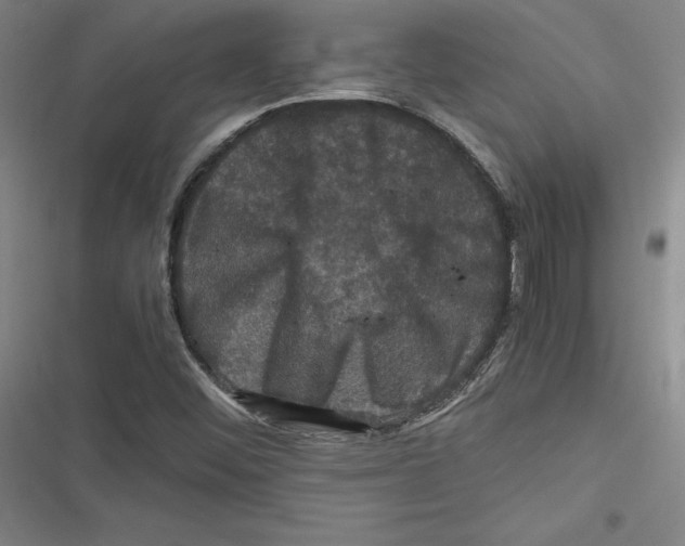 X0000116781452201001141501