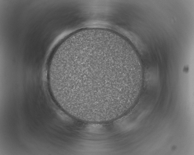 X0000116781462201001141501