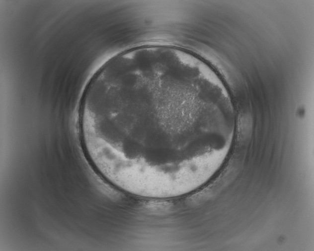 X0000116781466201001141501