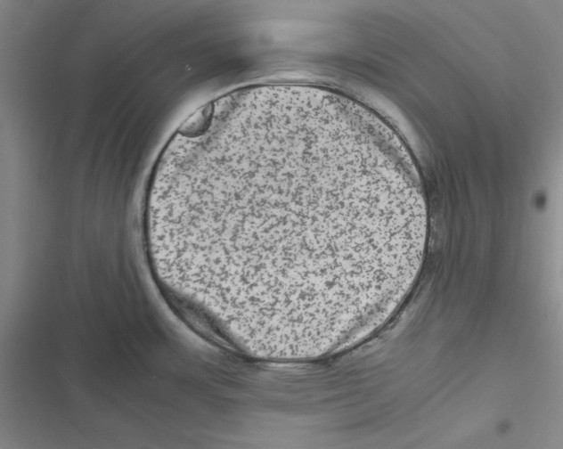 X0000116781483201001141501