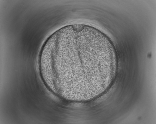 X0000116781517201001141501