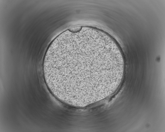 X0000116781521201001141501