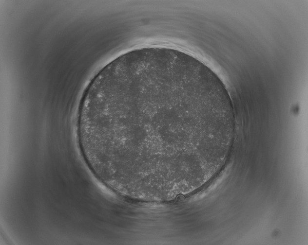 X0000116781525201001141501