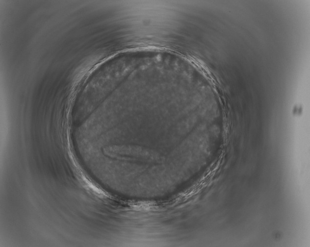 X0000116780097201001281130