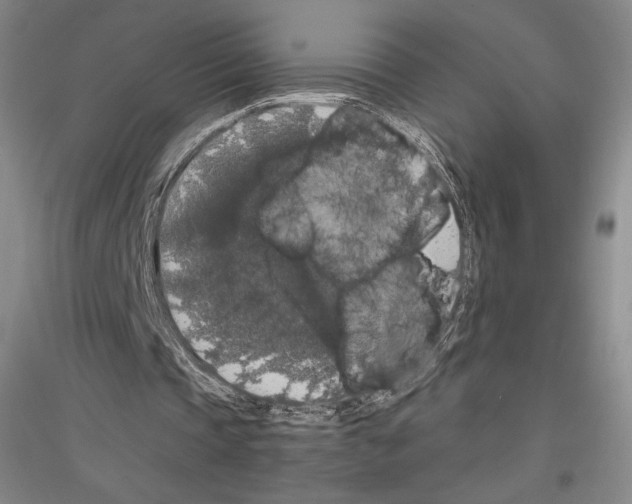 X0000116780337201001281126