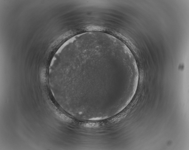 X0000116780353201001281126