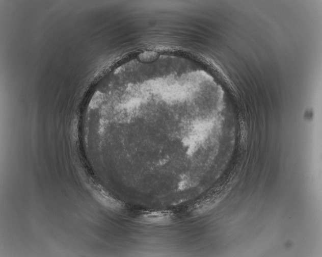 X0000116780447201001281125