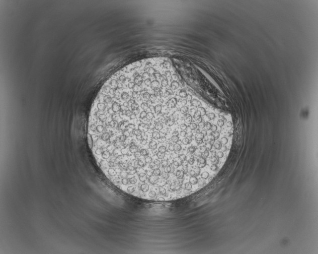 X0000116780474201001281125