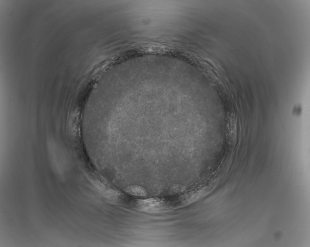 X0000116780511201001281124