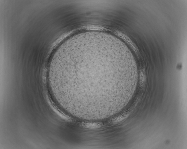 X0000116780533201001281123