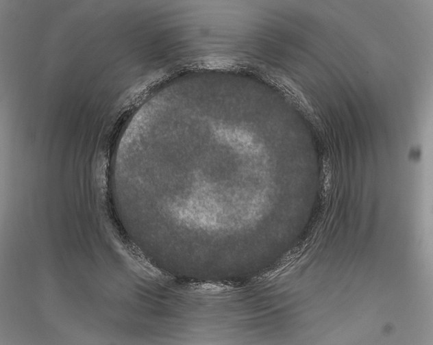 X0000116780542201001281123