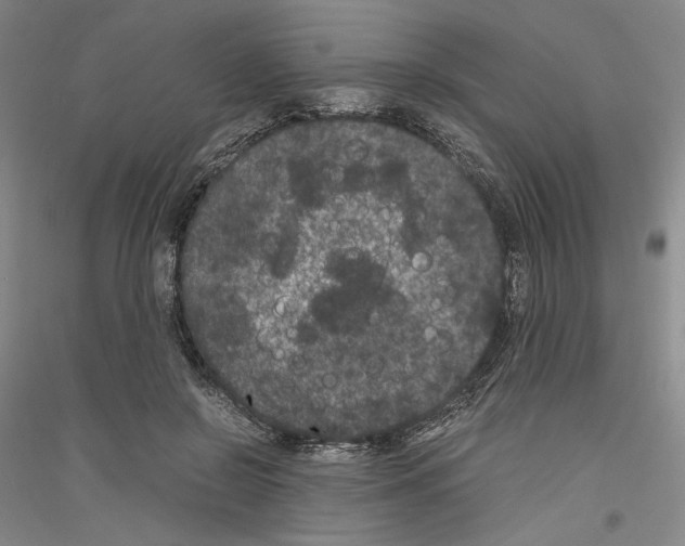 X0000116780550201001281124