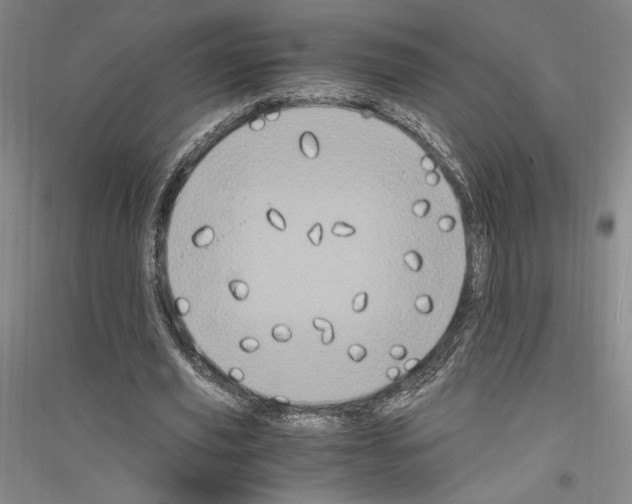 X0000116780629201001281122