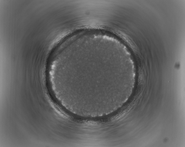 X0000116780677201001281122