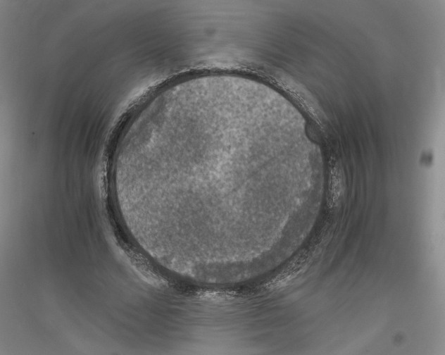 X0000116780680201001281122