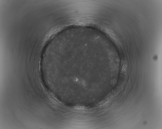 X0000116780685201001281122