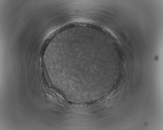 X0000116780775201001281121