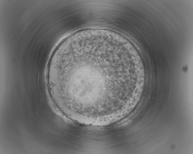 X0000116780856201001281120