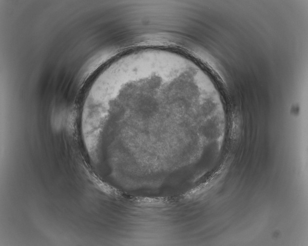 X0000116780874201001281119