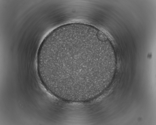 X0000116780888201001281119