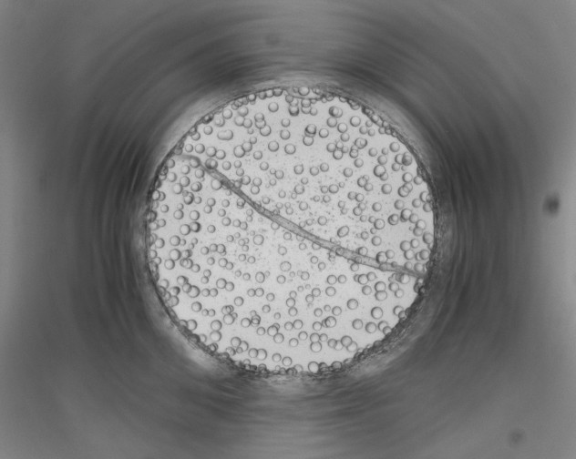 X0000116780906201001281119