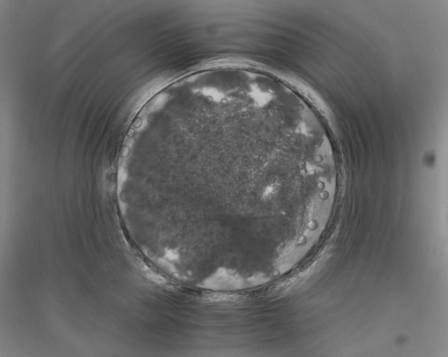 X0000116780953201001281119