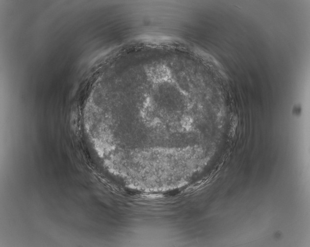 X0000116780966201001281118