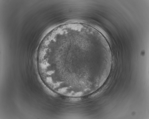 X0000116781055201001281117