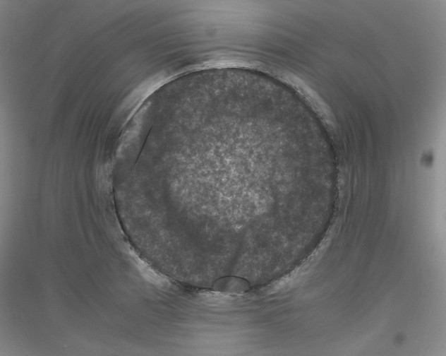 X0000116781185201001281115