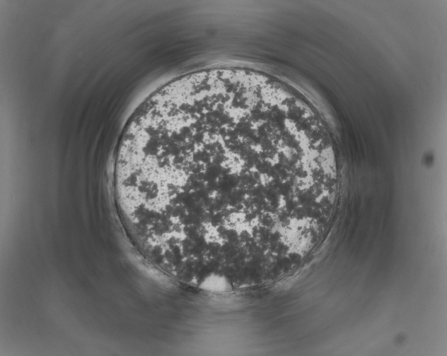 X0000116781198201001281115