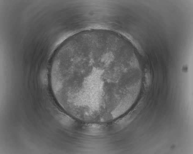 X0000116781266201001281114