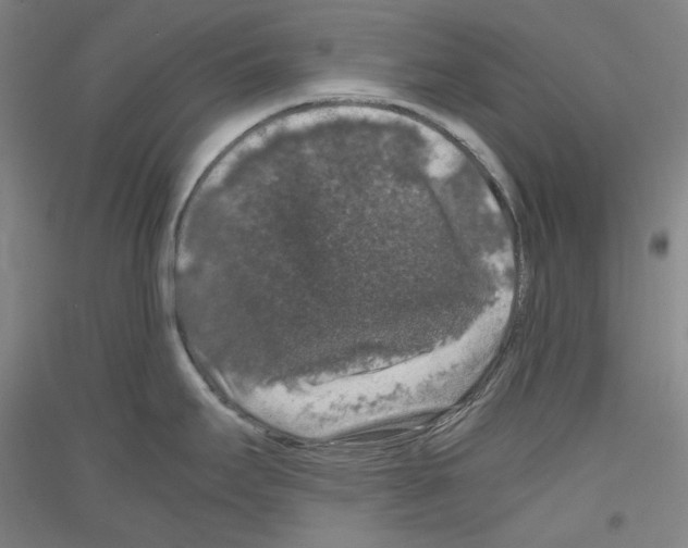 X0000116781295201001281114