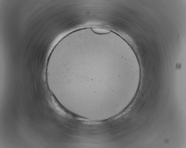 X0000116781296201001281114