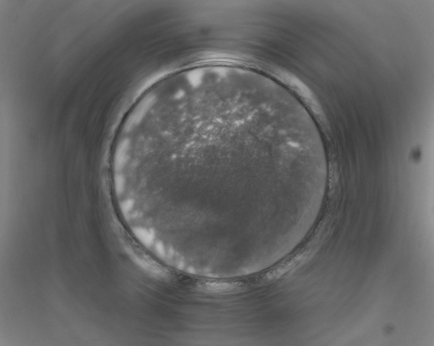 X0000116781427201001281112