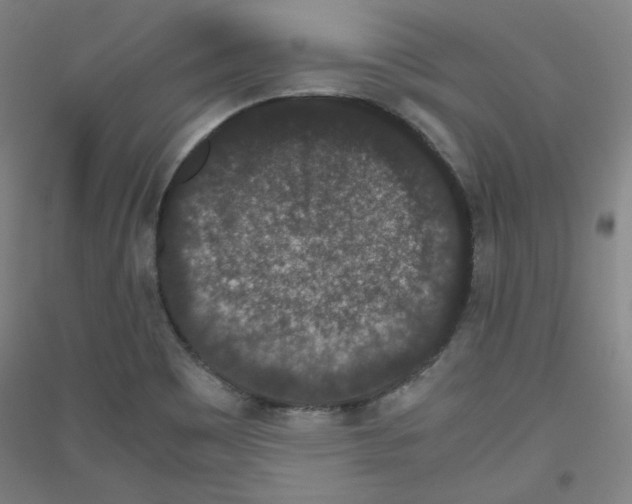 X0000116781465201001281111