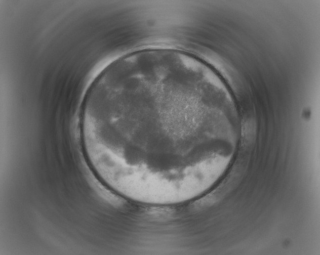 X0000116781466201001281111