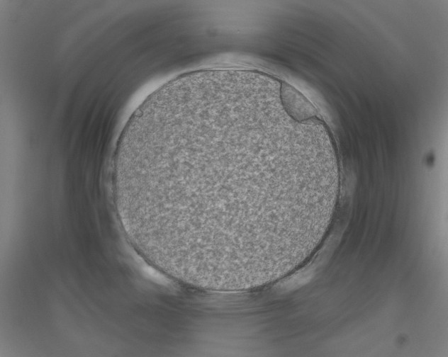 X0000116781486201001281111