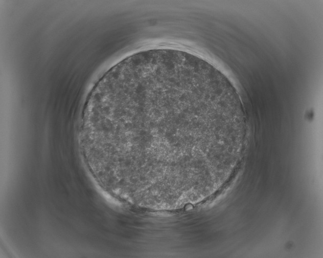 X0000116781525201001281111