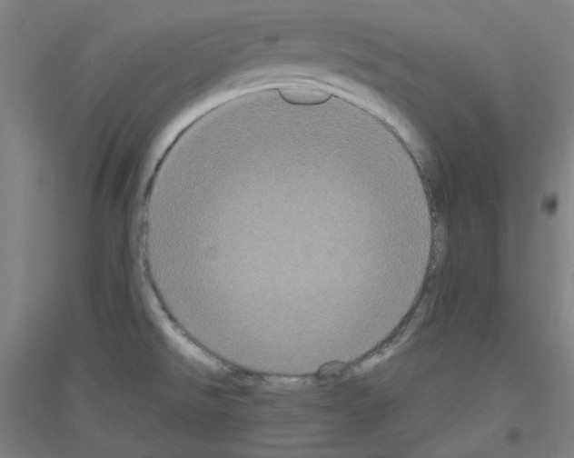 X0000116781526201001281111