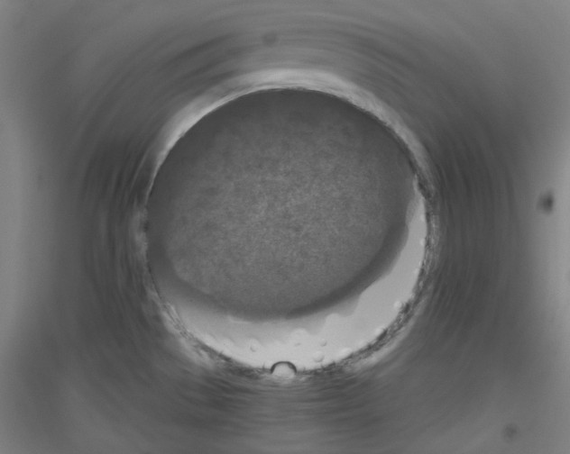 X0000116781529201001281111