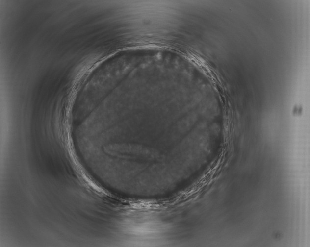 X0000116780097201001281223