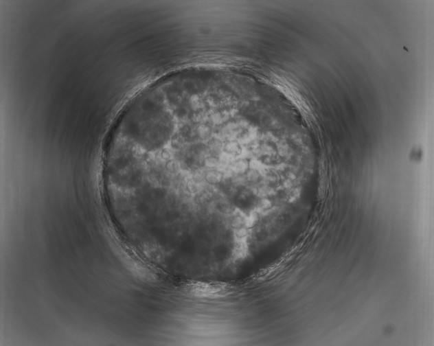 X0000116780346201001281219